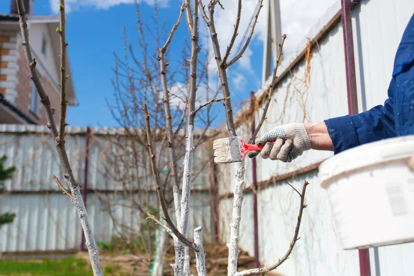 Spring tree protection. Painting trees with lime. — Stock Image Spring Tree Protection Painting Trees Lime Royalty Free Stock Photos