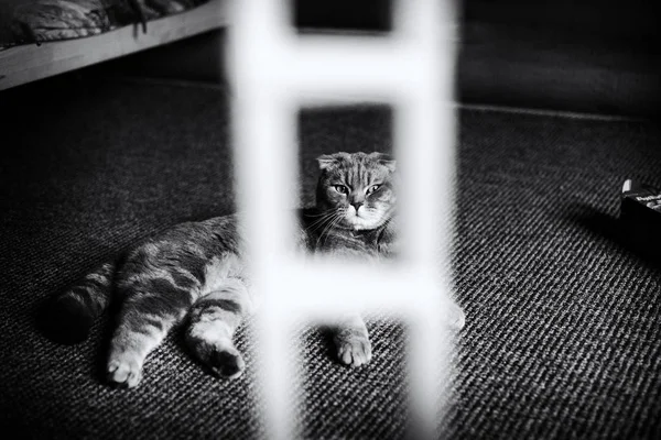 Кошка Смотрит Сквозь Решетку — стоковое фото