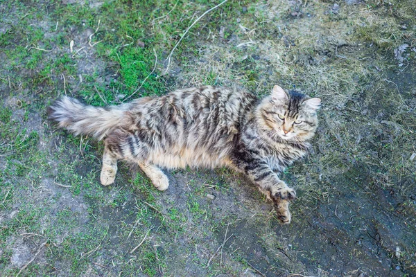 Кошка Лежит Траве Деревне — стоковое фото