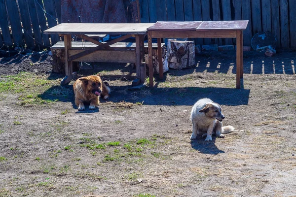 Две Собаки Два Стола Деревне — стоковое фото