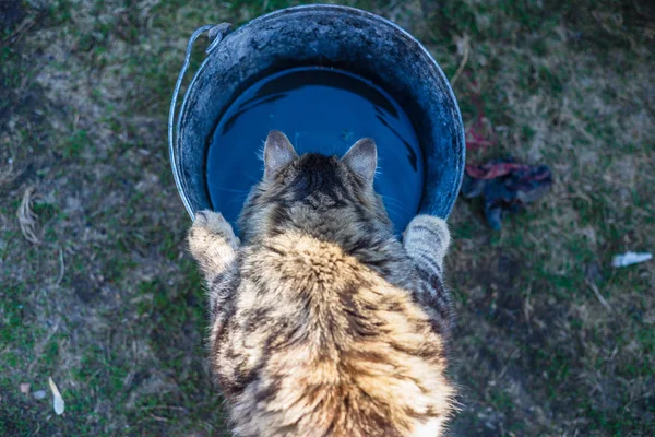 Кот Пьет Бара Деревне — стоковое фото