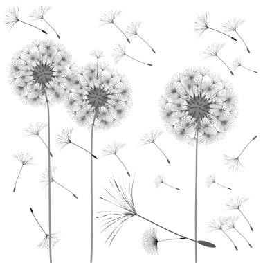 Bir karahindiba tasarımı için arka plan.