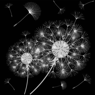 Bir karahindiba tasarımı için arka plan.