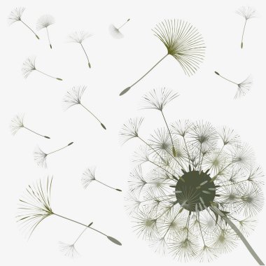 Bir karahindiba tasarımı için arka plan. 