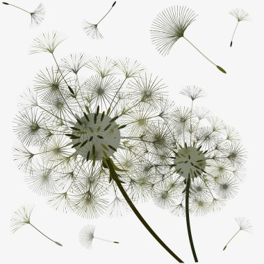 Bir karahindiba tasarımı için arka plan. 