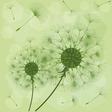 Bir karahindiba tasarımı için arka plan. 