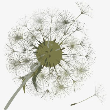 Bir karahindiba tasarımı için arka plan. 