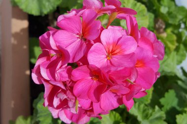 yapraklı pembe çiçek