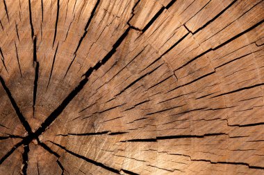 ağaç gövdesi ahşap arka plan