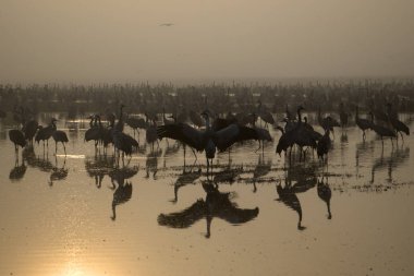 Göçmen kuşlar gölün etrafında sis ve alacakaranlık, üzerinde bir sürü göl kuşlar, her yerde parlak kırmızı ve turuncu tonlarında yansıtır+