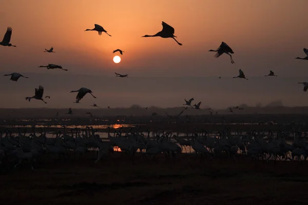 A flock of Migratory birds on the lake ,Around the fog and twilight, Lake reflects birds , All around in bright red and orange tones+