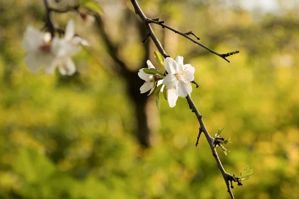 Belles Fleurs Blanches Amande Sur Les Branches Amandier Sur Fond — Photo