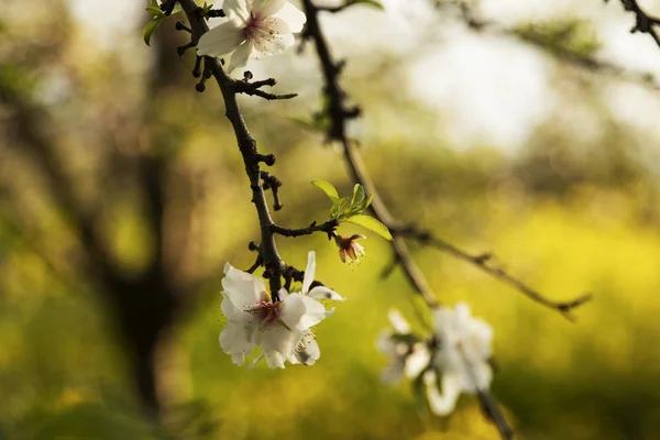 Belles Fleurs Blanches Amande Sur Les Branches Amandier Sur Fond — Photo