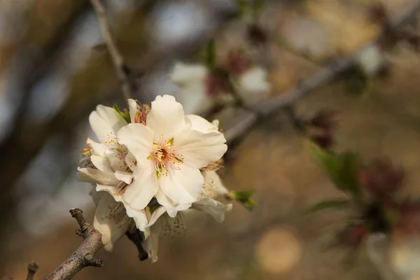 美丽的杏仁白花 在绿茵场杏树的树枝上 — 图库照片