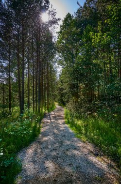 Binicilik okulunun yanında ormanın etrafından geçen bir patika var.