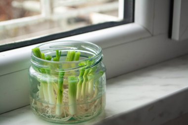 Growing green onions scallions from scraps by propagating in water in a jar on a window sill clipart