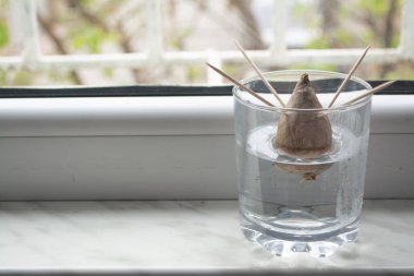 Regrowing/growing avocado plant at home from seed by propagating the seed in a jar with water with toothpicks to support clipart