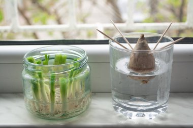Growing green onions scallions from scraps by propagating in water in a jar on a window sill and avocado growing from seed with toothpicks for support clipart