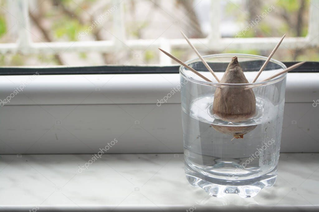 Regrowing/growing avocado plant at home from seed by propagating the seed in a jar with water with toothpicks to support