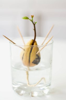 Sudaki tohumdan büyüyen avokado tohumu. Tohum kürdanla desteklenir ve bir bardak suyun içindedir. Yeşil filizler yapraklar büyüyor