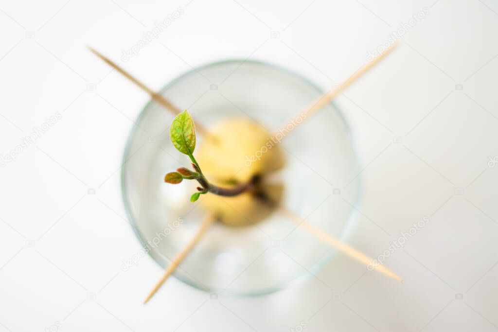 Growing avocado seedling from seed in the water. Seed is supported by toothpicks and is in a glass of water. Green shoots with leaves growing