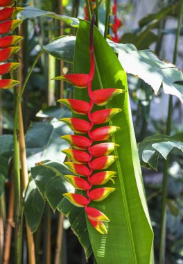 Heliconia rostrata çiçek (asılı ıstakoz pençe veya yanlış cennet kuşu)