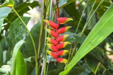 Heliconia rostrata çiçek (asılı ıstakoz pençe veya yanlış cennet kuşu)