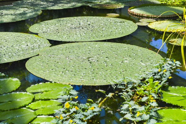 Gorgon Tanaman Prickly Water Lily Stok Gambar
