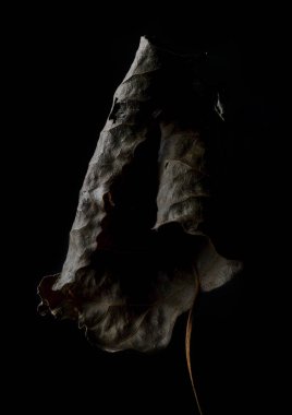 Düşen yapraklar güzelliği