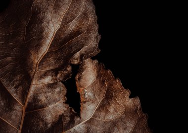 Düşen yapraklar güzelliği