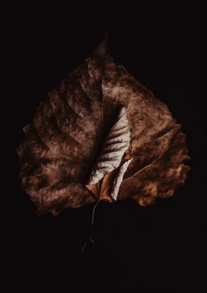 Beauty Fallen Leaves — Stock Photo, Image