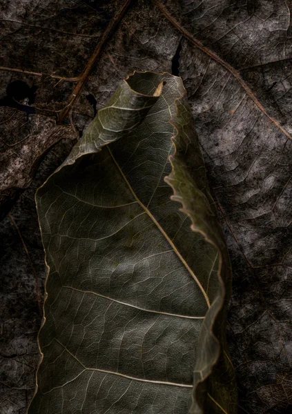 Beauty Fallen Leaves — Stock Photo, Image