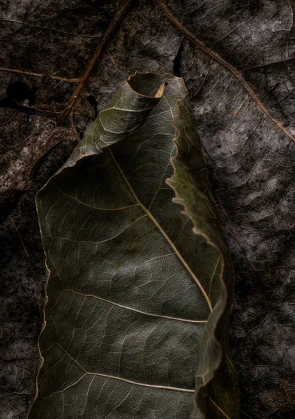 Velkou Výhodou Spadané Listí — Stock fotografie