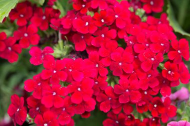 Yaz buket parlak kırmızı