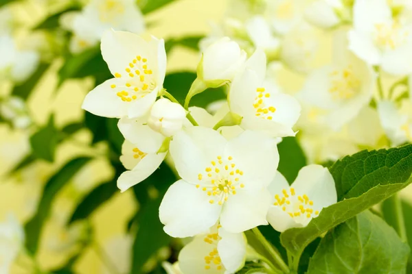 Branch Delicate Fragrant Jasmine Flowers — Stock Photo, Image