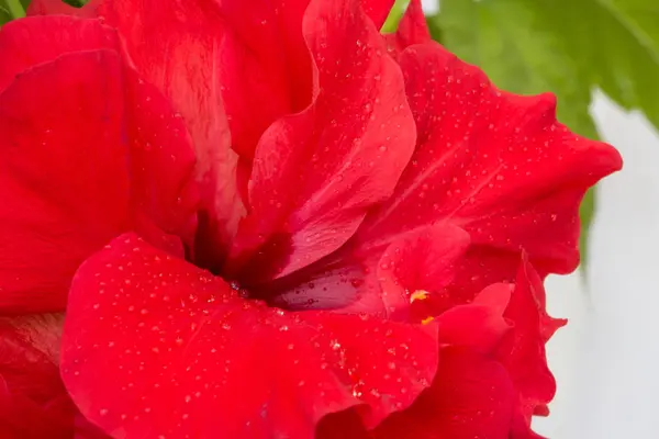 巨大的茶玫瑰花在露珠 — 图库照片