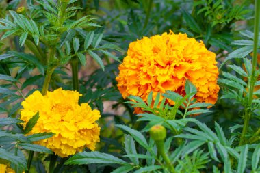 Gür, dalgalı, sarı ve turuncu - bunlar flower, güzeller