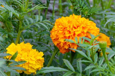 Gür, dalgalı, sarı ve turuncu - onlar güzel, bu marigo