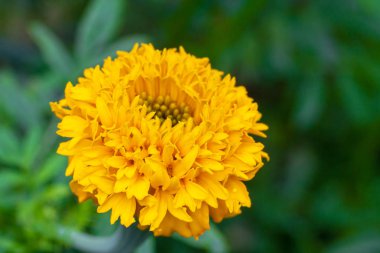 Sarı güneş mi ve kabarık bir top olabilir? Bir gorgeou olduğunu