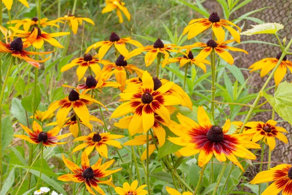 红色或褐色的华丽的黄色花朵的田野 — 图库照片