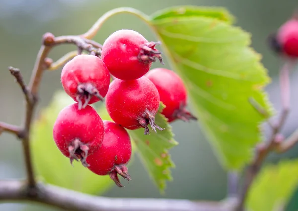 Branch Berries Bright Red Wild Hawthorn — Stock Photo, Image
