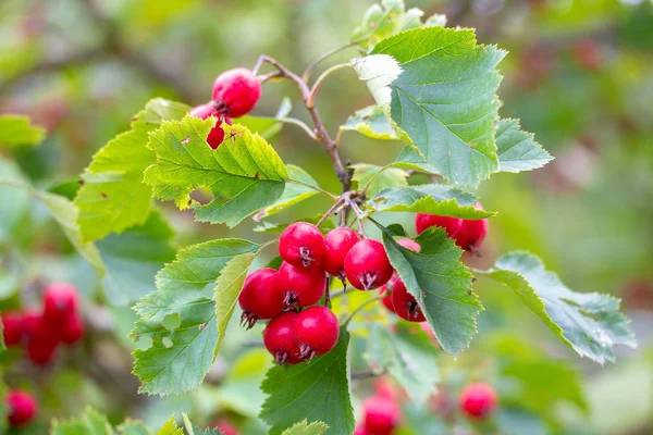 Tree Richly Decorated Berries Bright Red Wild Hawthorn — Stock Photo, Image