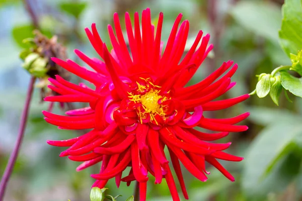 Huge Gorgeous Dahlia Flower Long Petals Sun — Stock Photo, Image