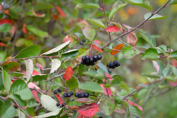 Black Aronia Berries Branches Decorated Colorful Leaves — Stock Photo, Image
