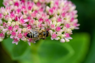 Arı bir narin pembe ve kırmızı çiçekler bahçedeki üzerinde çalışkan