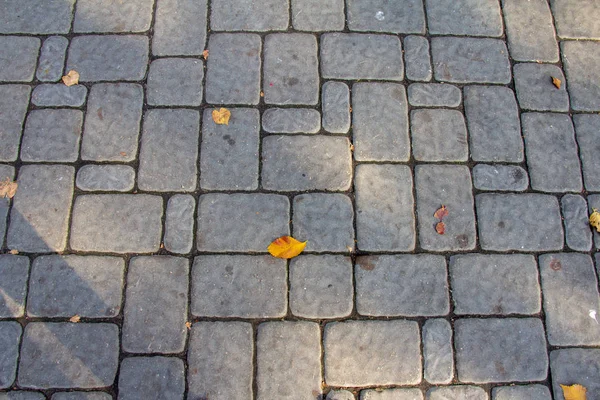 Paving Slabs Paths Park — Stock Photo, Image