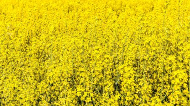 Sarı çiçek açan kolza tohumu tarlası