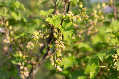 Yeşil çilek kuş üzümü kadar hala