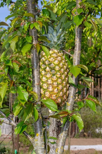 Visão muito estranha - abacaxi em cereja — Fotografia de Stock