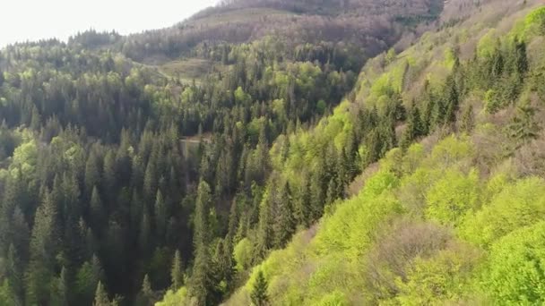 山の林のフライト。ウクライナのカルパチア山脈の空撮 — ストック動画